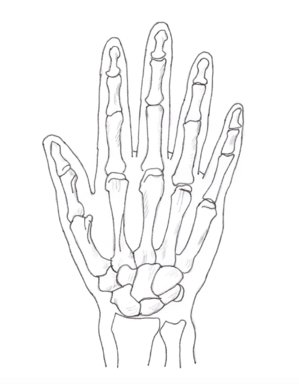 Hand posterior-pen.png